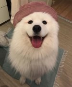 薩摩亞，求好心人領(lǐng)養(yǎng)